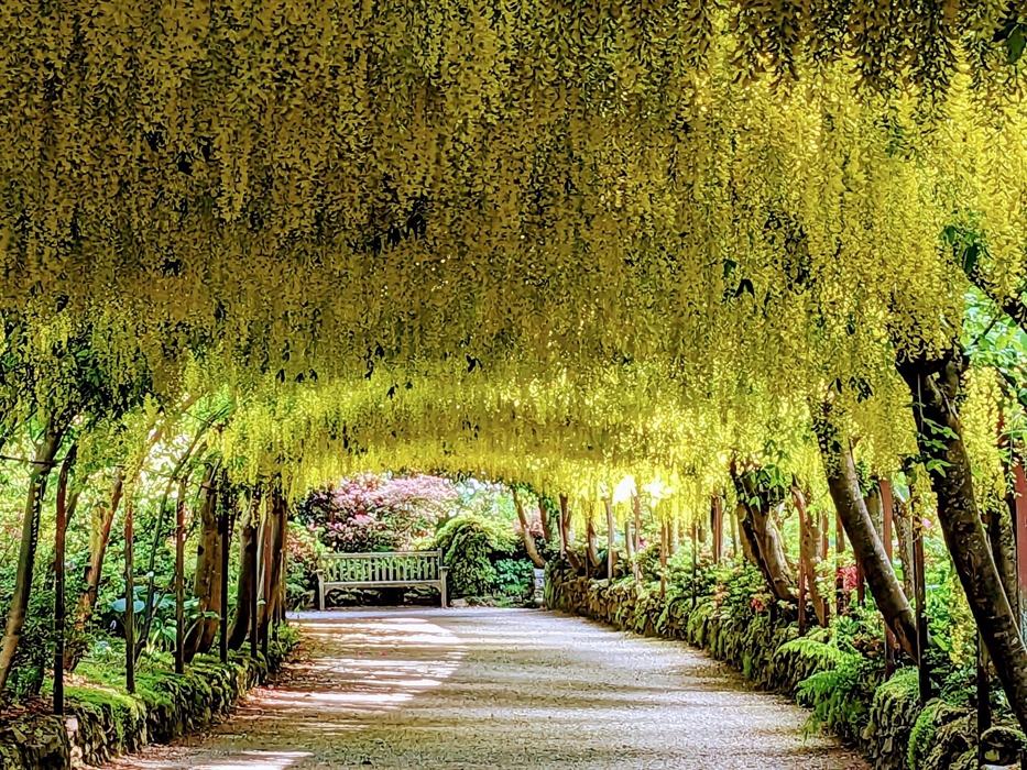 Golden flowers hang down from the world-famous Laburnum Arch at Bodnant Garden in Conwy, North Wales. Spring flowers and a wooden bench at the furthes