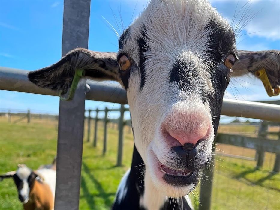 Friendly farm animals