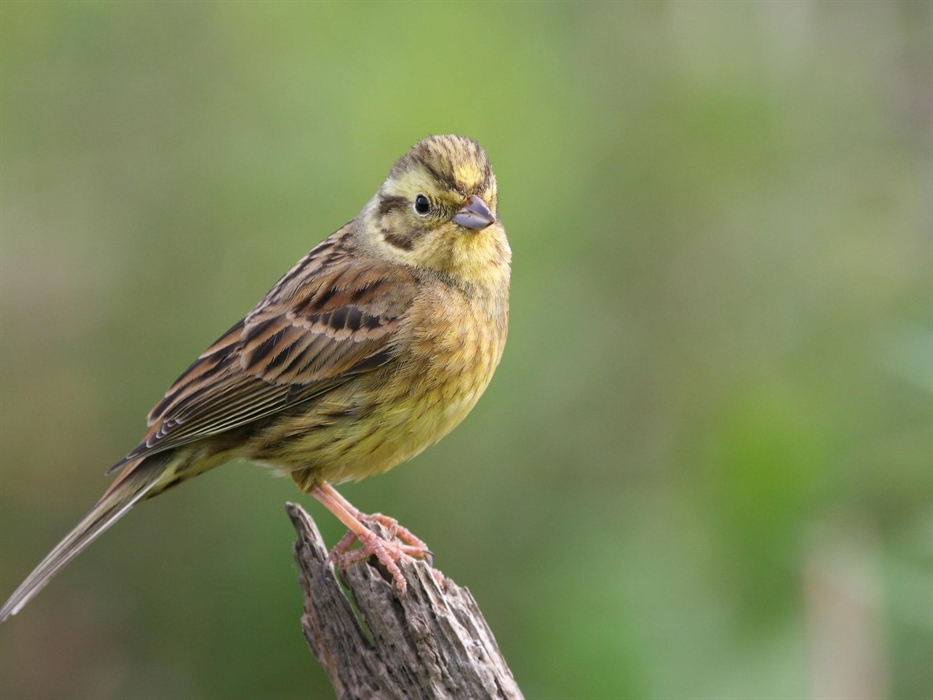 Yellowhammer - Image Credit: Tom Marshall
