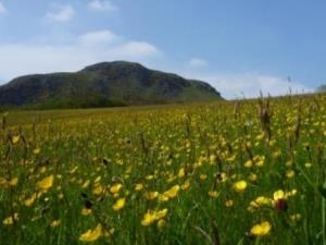 Image Credit: Montgomeryshire Wildlife Trust