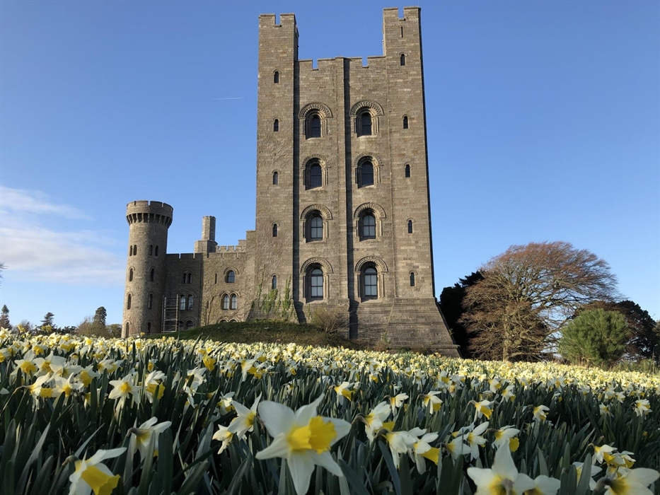 Daffodils surround the keep at Penrhyn Castle