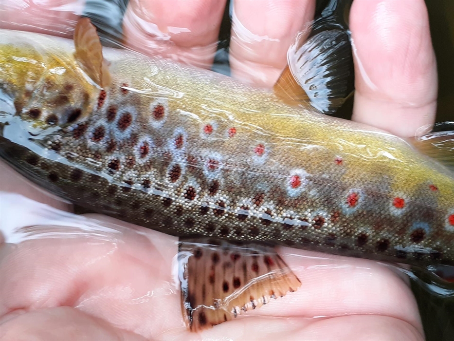 Check out those spots !! River Edw brownies are fun on a six foot two weight rod, fishing tiny Parachute dries and at the right time sedges .... Great