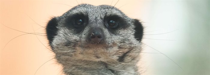 A close-up of a meerkat face looking towards the camera at Plantasia Tropical Zoo
