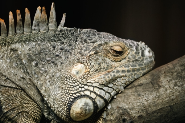 A close-up of a green iguana's head resting on a branch at Plantasia Tropical Zoo