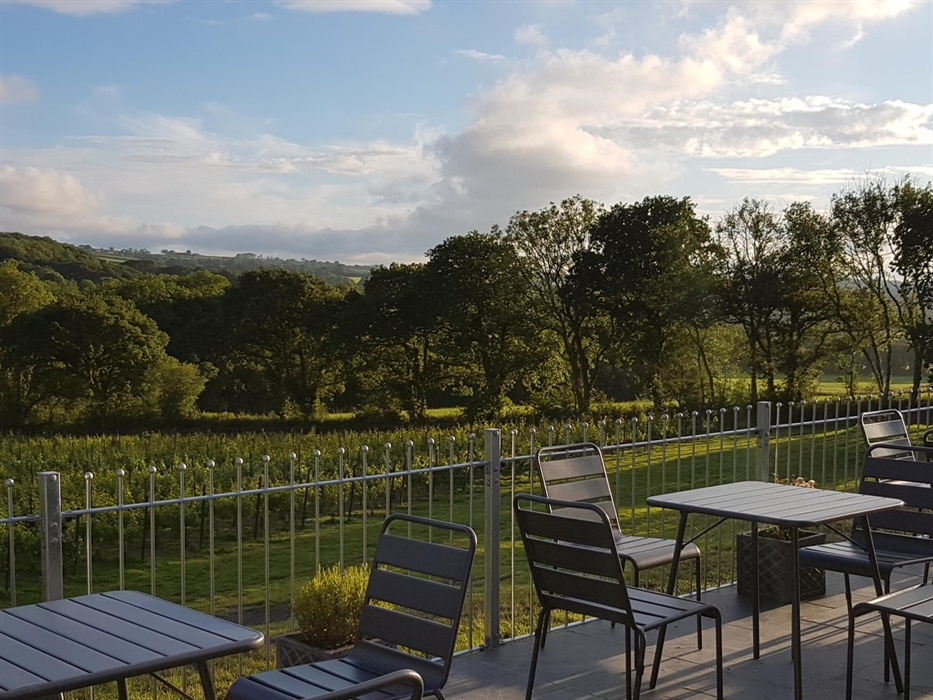 Overlooking Velfrey Vineyard in Pembrokeshire