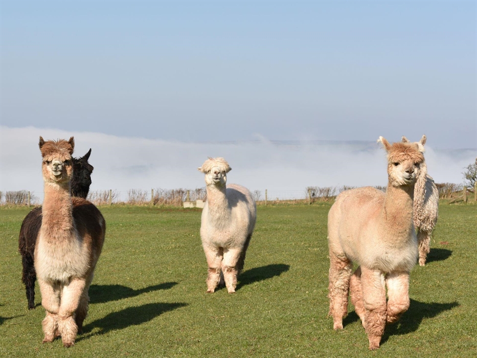 Some of our Alpacas
