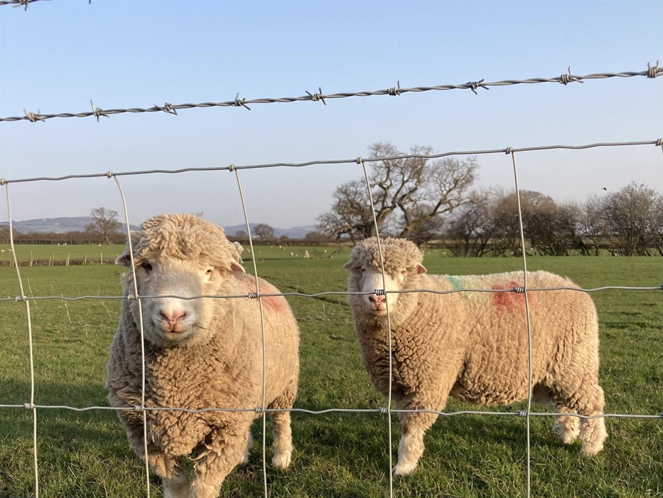 Rams saying hello in field outside pod