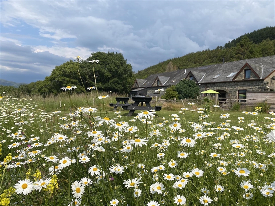 Snowdonia holiday cottages with daisies