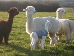 You can gaze at the small herd of alpacas.