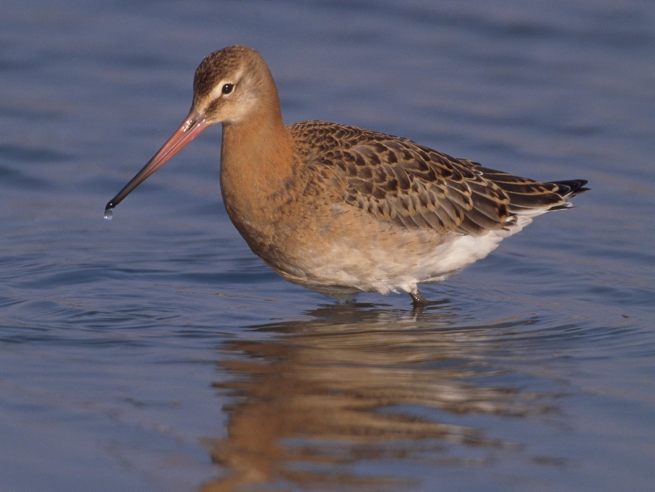 Black Tailed Godwit - Image Credit: Chris Gomersall