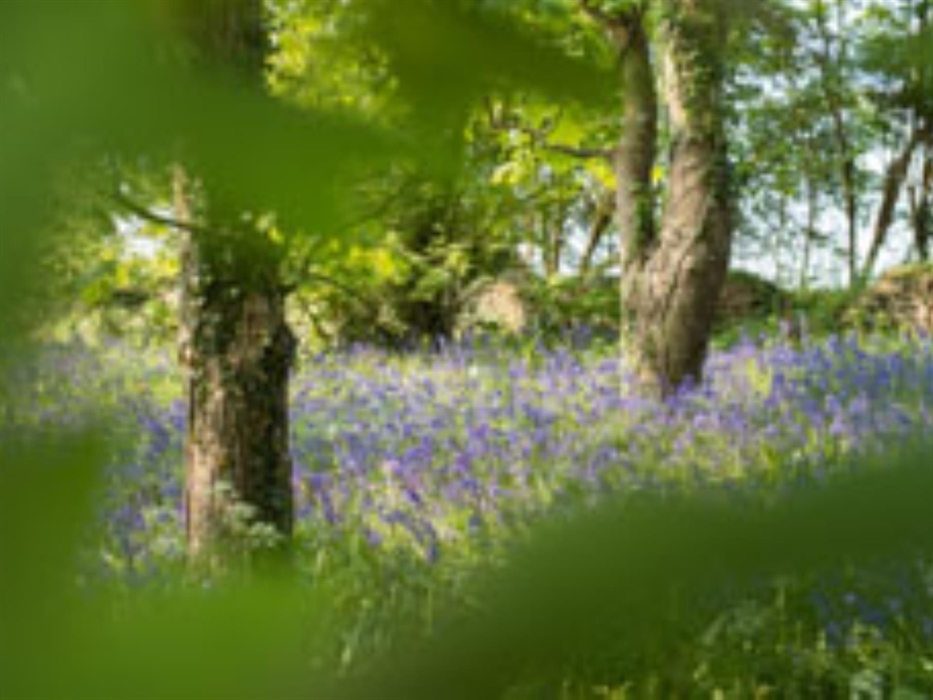 Woodland bluebells at Timber Hill