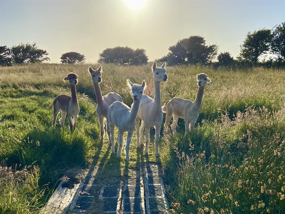 On site pet alpacas