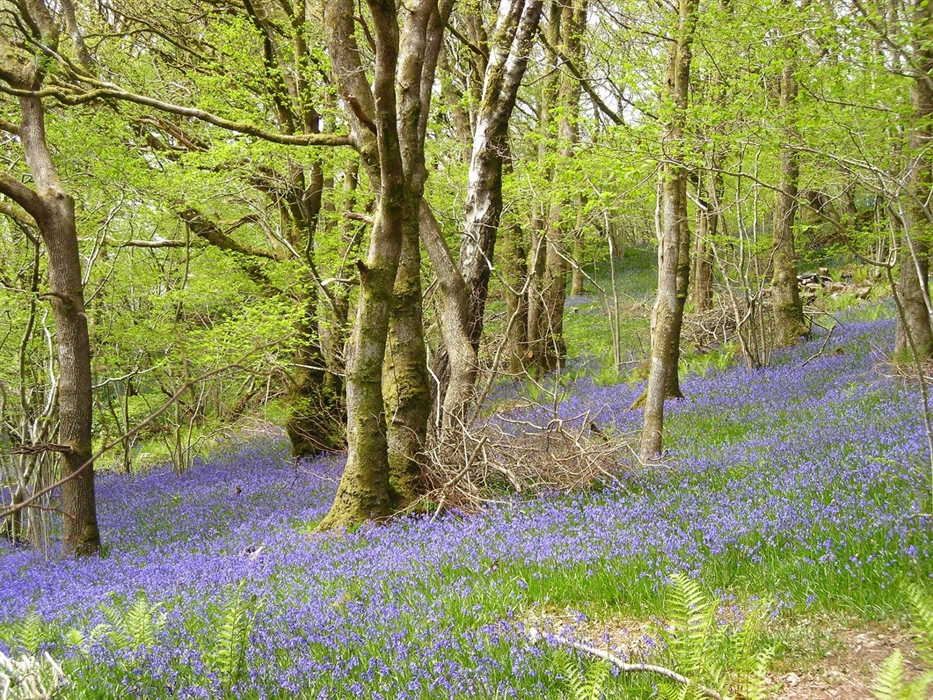 Bluebells carpet the woodlands here in May