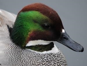 Welsh Wildlife Centre