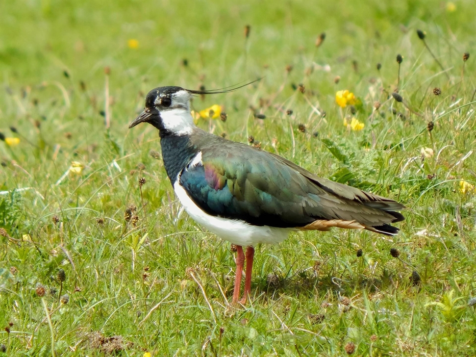 Lapwing - Image Credit: John Bowler