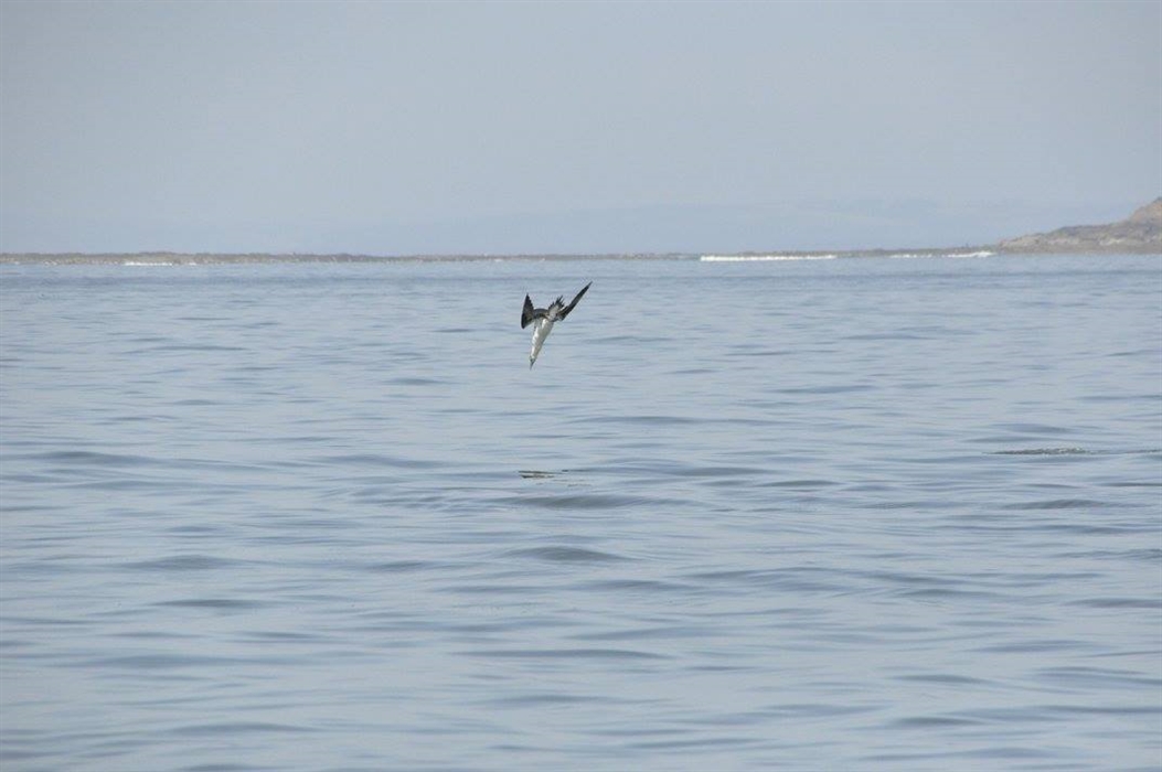 Gannet diving