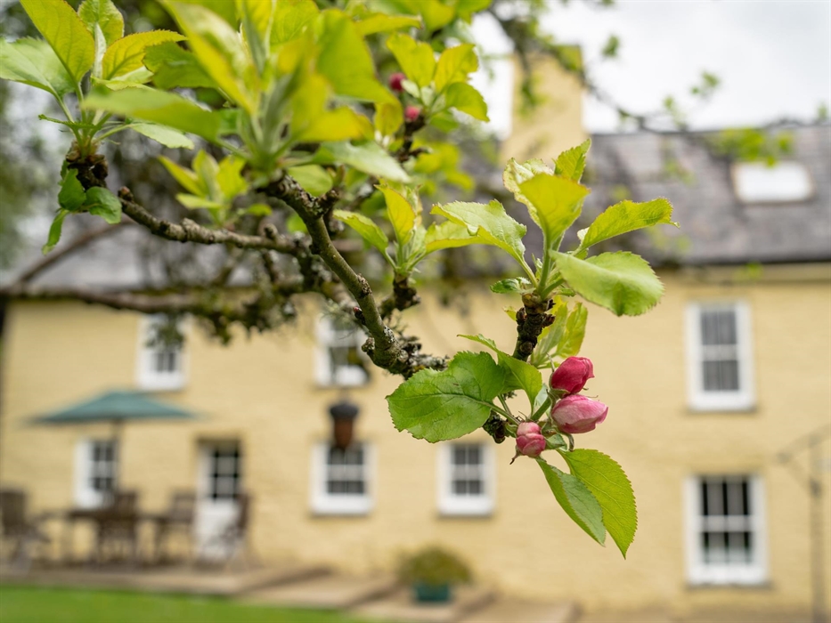 View from the Apple Tree