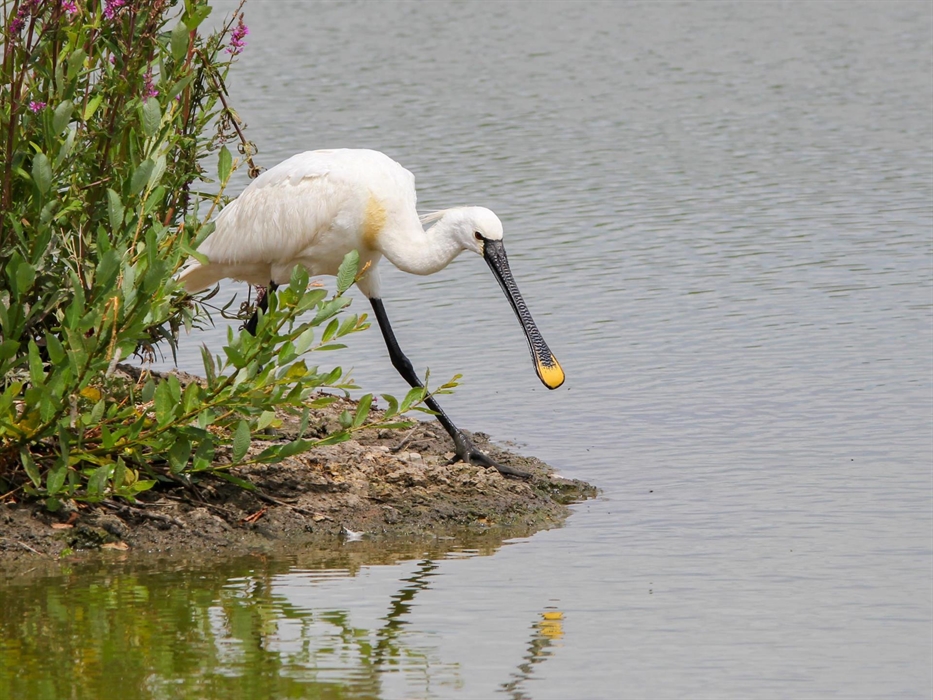 Spoonbill at Llanelli Wetland Centre