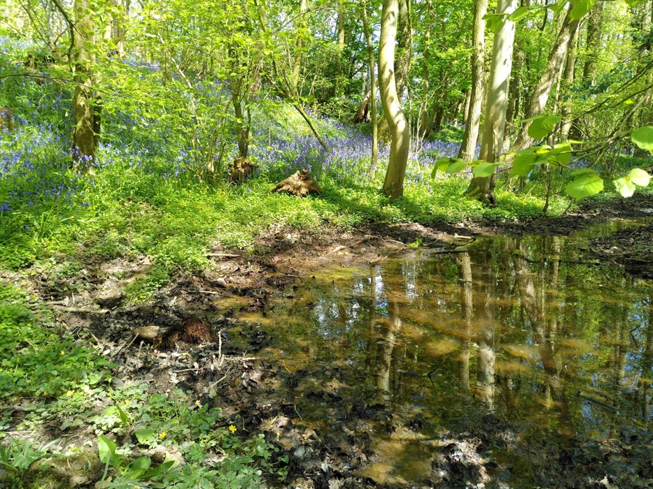 Bluebells and water near Llanymynech Canal Wharf