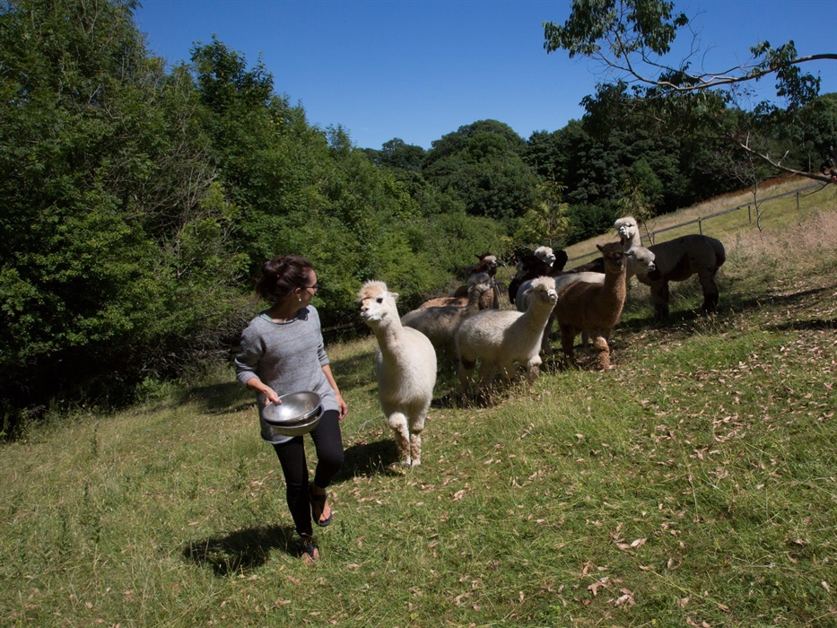 sian O'Doherty Textiles of Wales- alpacas