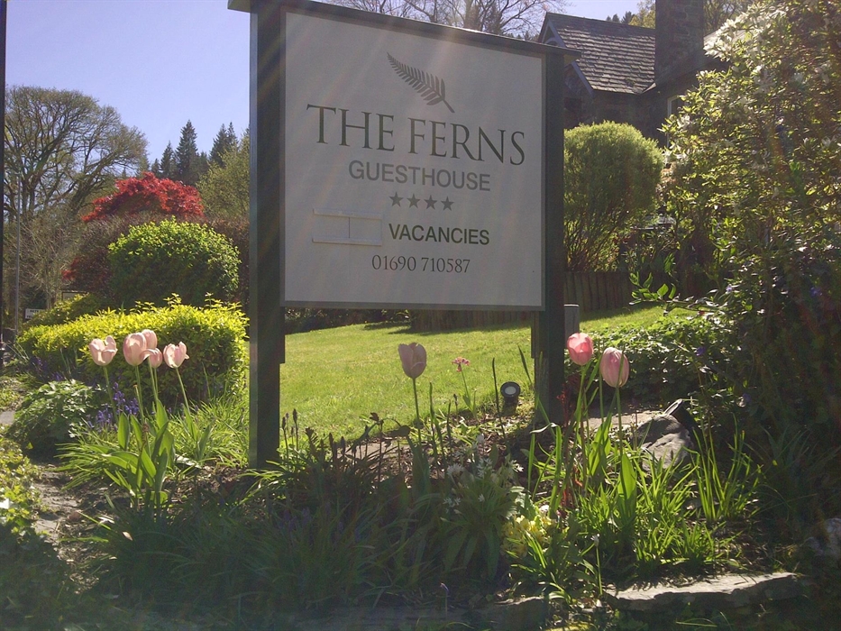 The Ferns