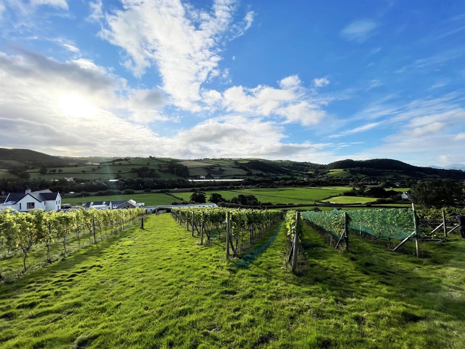 Our beautiful vineyard is set, looking towards the foothills of the Snowdonia Mountain Range. We offer year round tour and wine tasting experiences, a