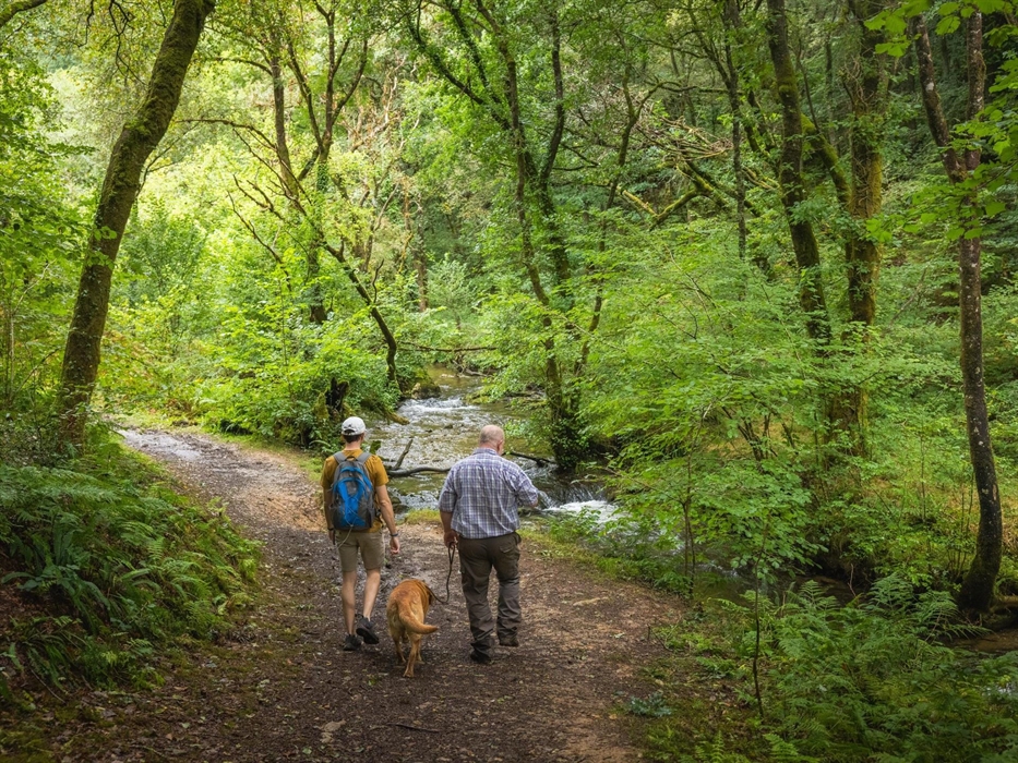 Walking from Keepers, Brechfa Forest