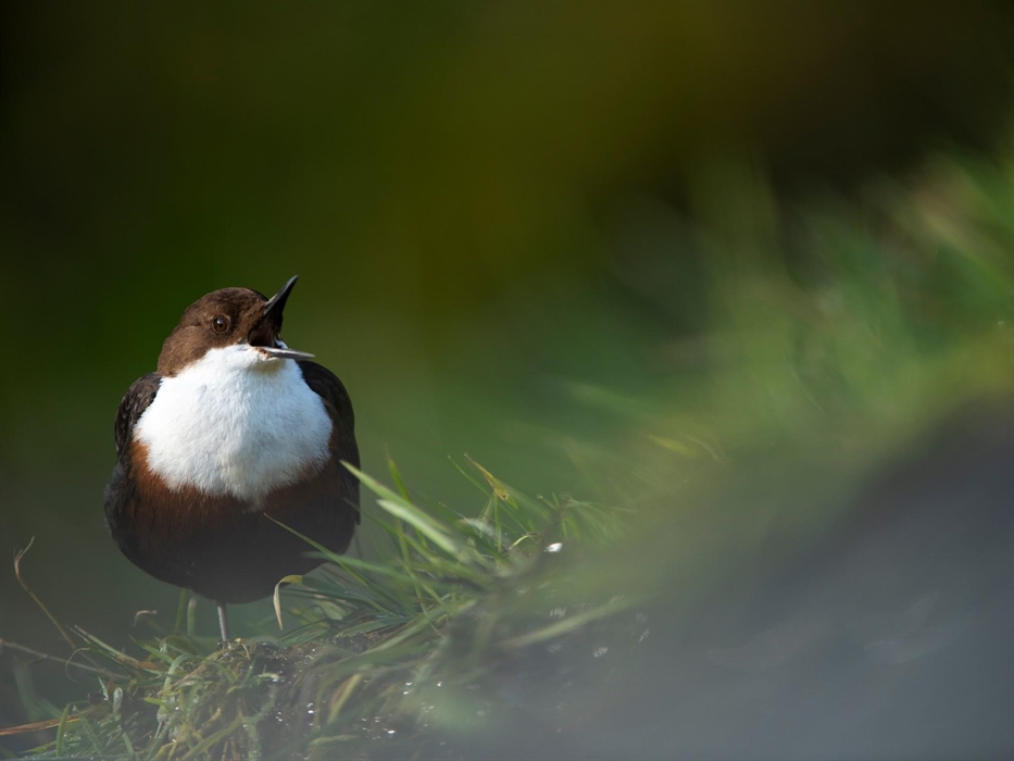 Dipper - Image Credit: Ben Andrew
