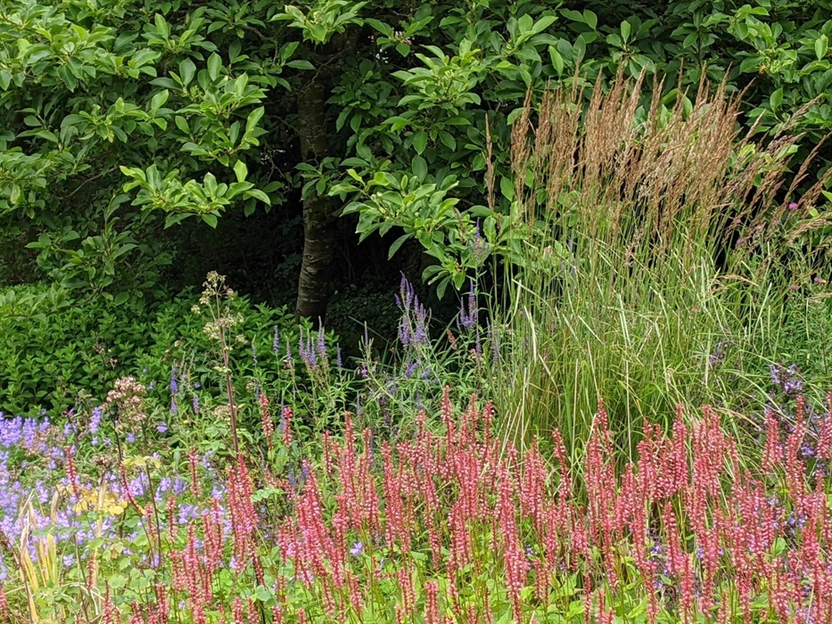 A straight-on close-up of a border with high-summer perennials in reds and blues alongside the golden seed-heads of ornamental grasses.A lush green sm