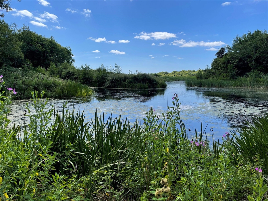 Blue pool or pond of water surrounded by lush vegetation and wildflowers.