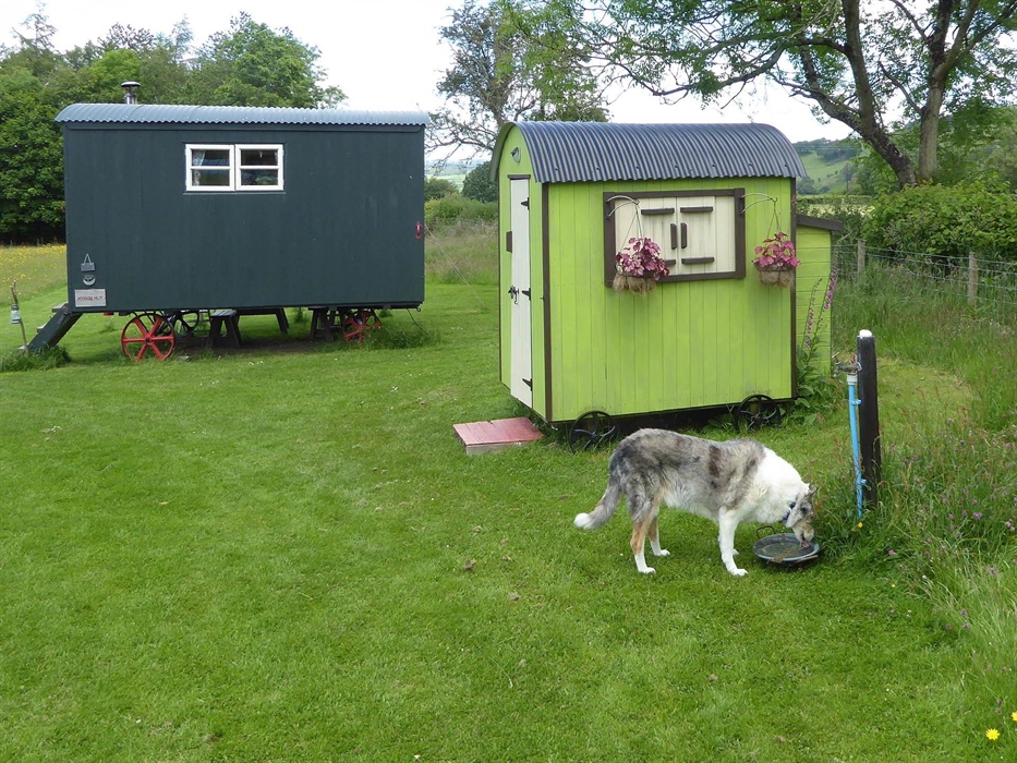 Dog dricking water and Hygge Hut with Facilities