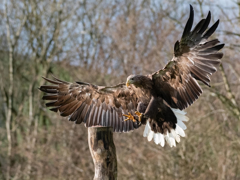Atlantis - White tailed sea eagle at The National Botanic Garden of Wales