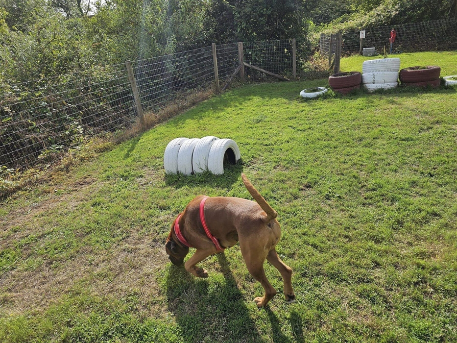 One of our doggy guests enjoying the doggy play ground