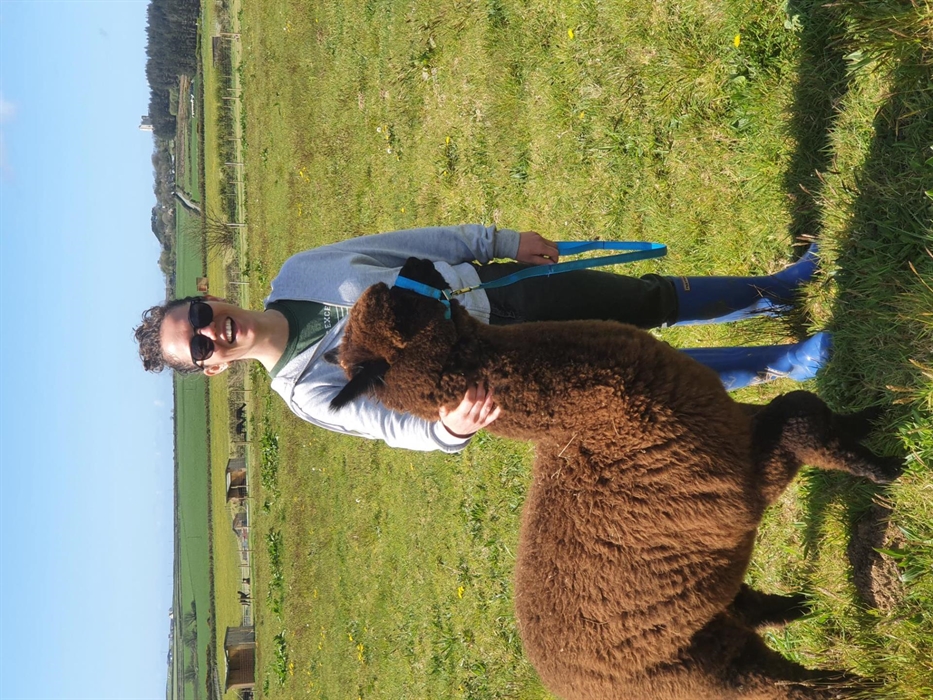 Alpaca Walking at Sweet Home Alpaca