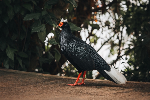 A close-up of a free-roaming critically endangered male Edwards' Pheasant facing the left, standing on a path with plants behind him at Plantasia Trop