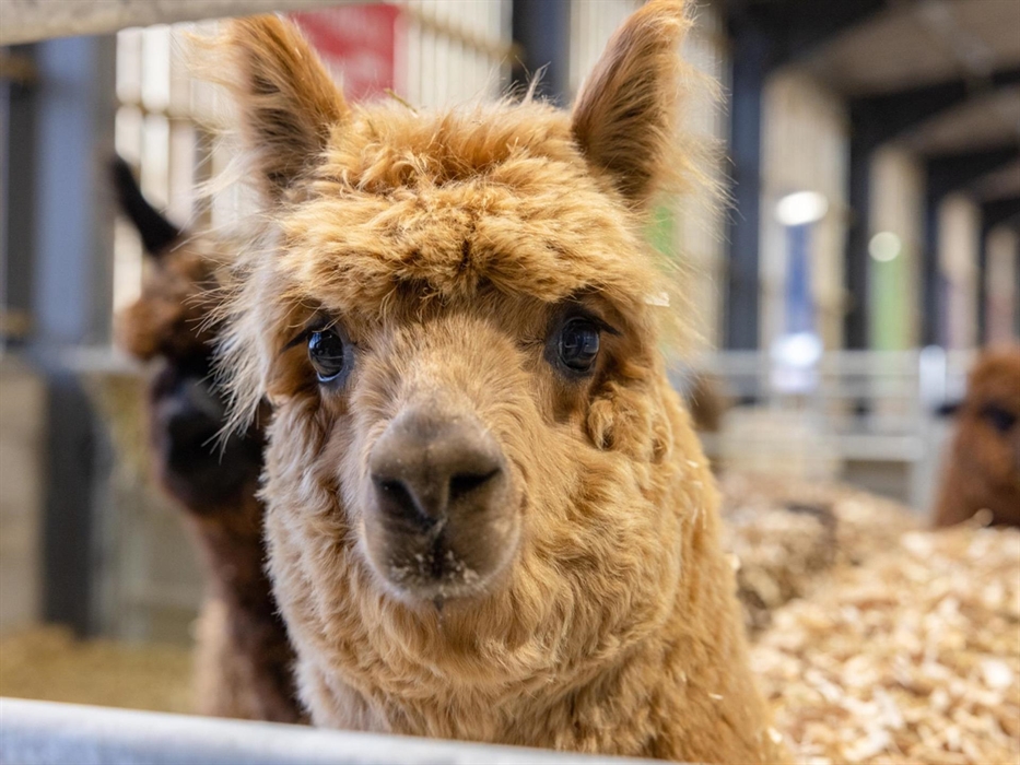 Alpacas