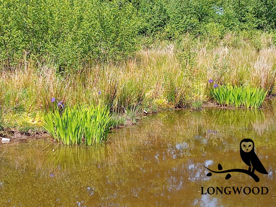 Longwood hide pond