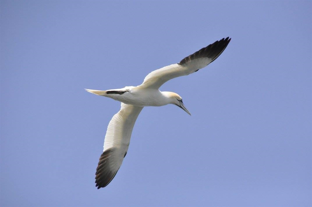 Gannet