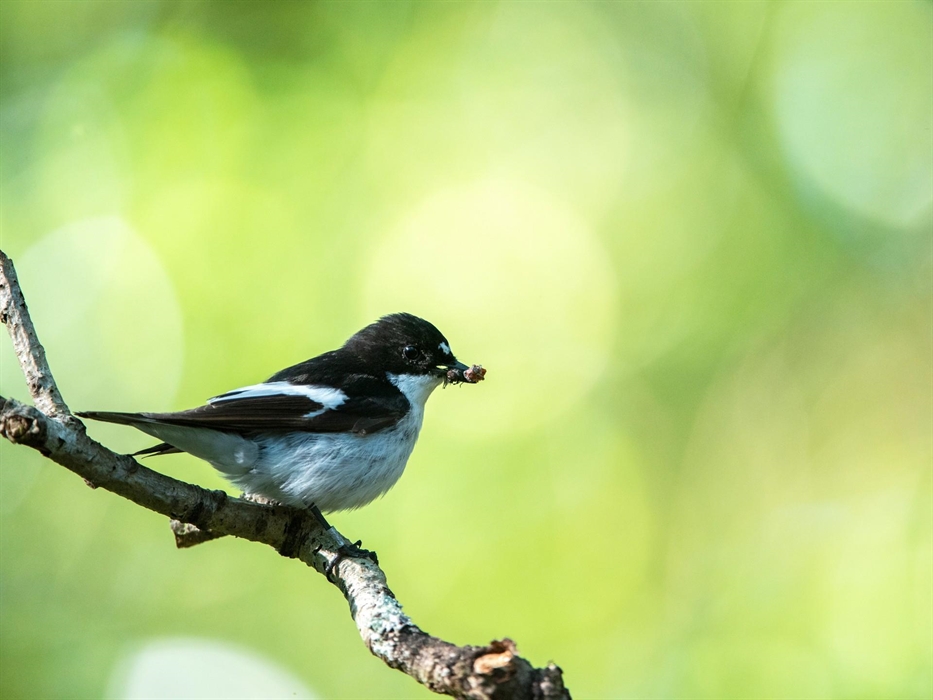 Pied Flycatcher - Image Credit: Ben Andrew