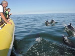 Dolphin watching
