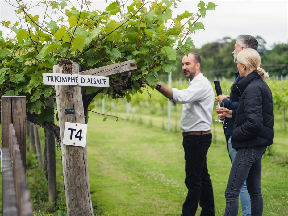 Talking About The Vines Llanerch