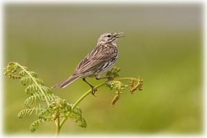 Pensychnant Nature Conservation Centre