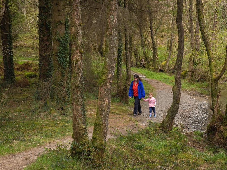 Cwm Rhaeadr Woodland
