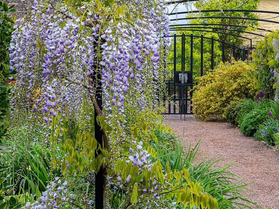 Wisteria Arch
