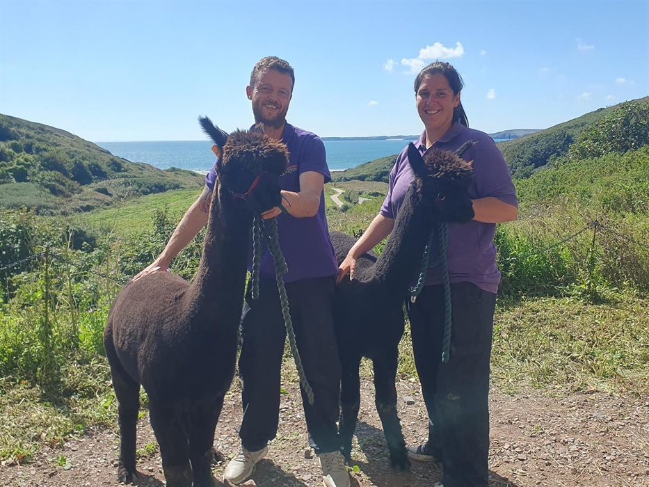 Alpaca Walking at Sweet Home Alpaca