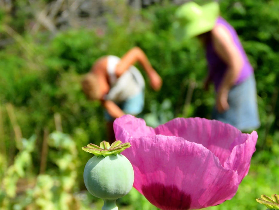Join CAT's gardens team for the day
