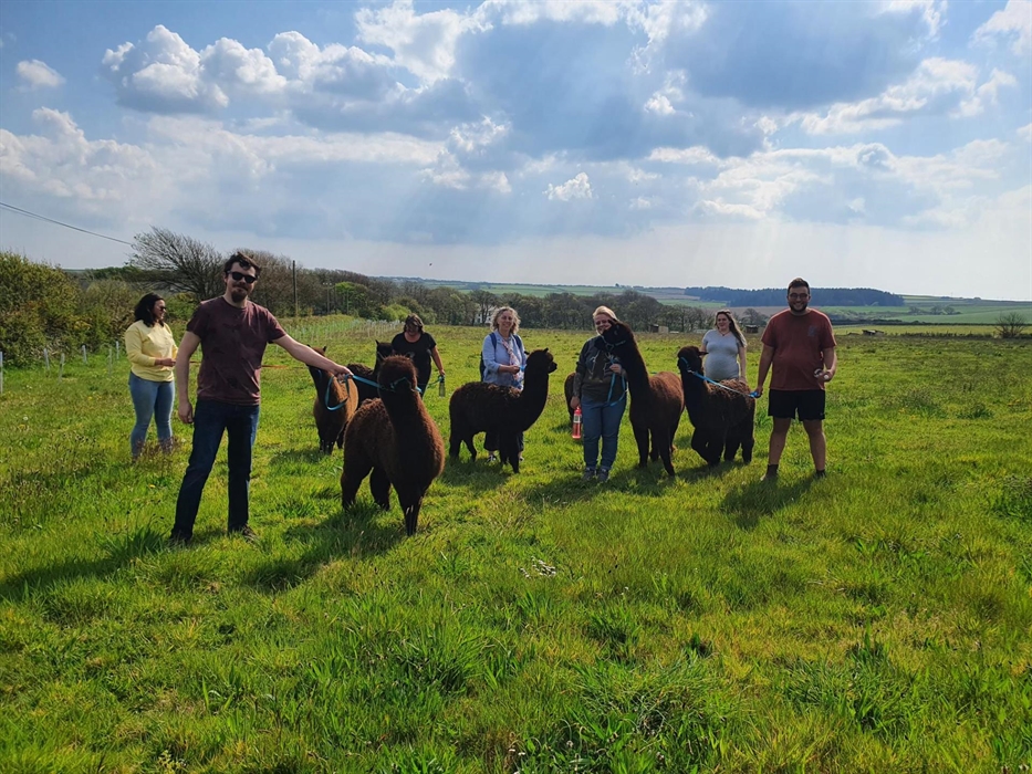 Alpaca Walking at Sweet Home Alpaca