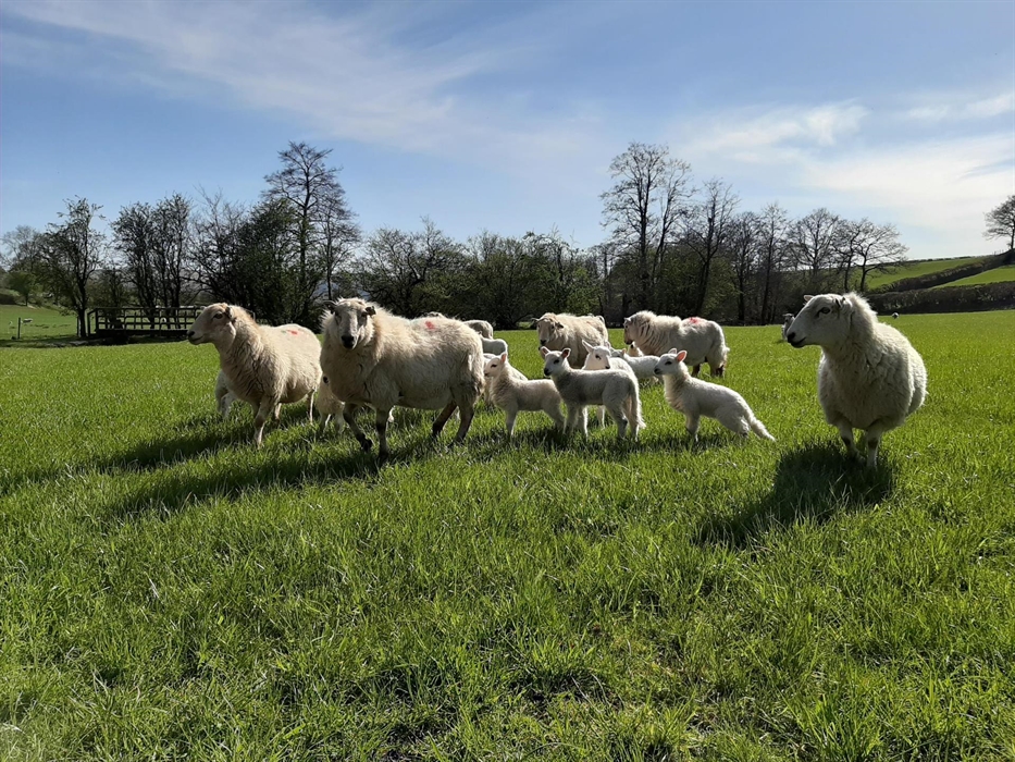 Enjoy the farming year and learn what is happening on the farm.