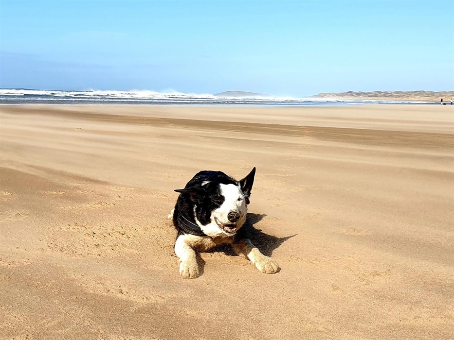Ted the dog enjoys a walk at Rhossili Beach