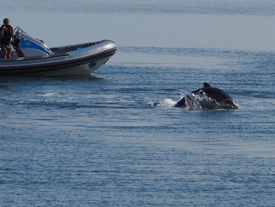 Image Credit: Rib Ride